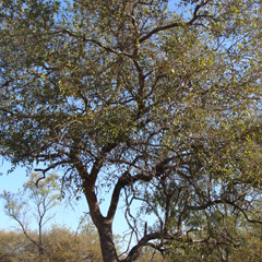 RedBushWillow